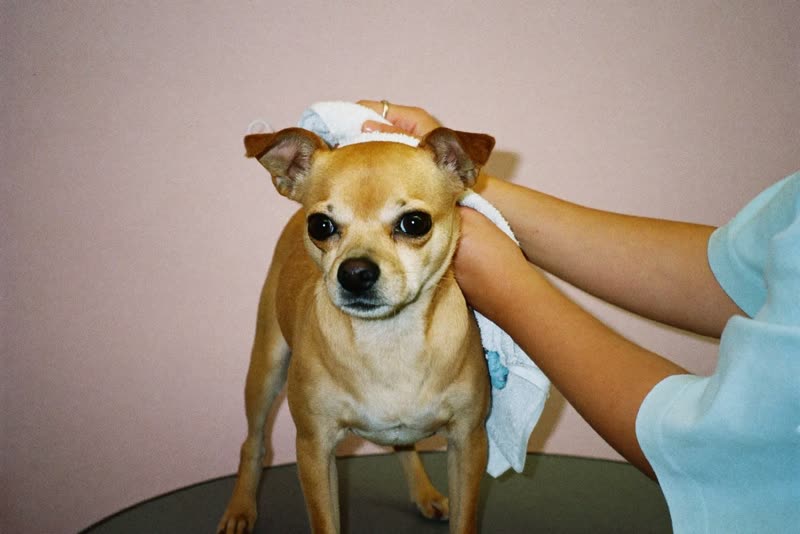 A small dog being towel dried on the grooming table