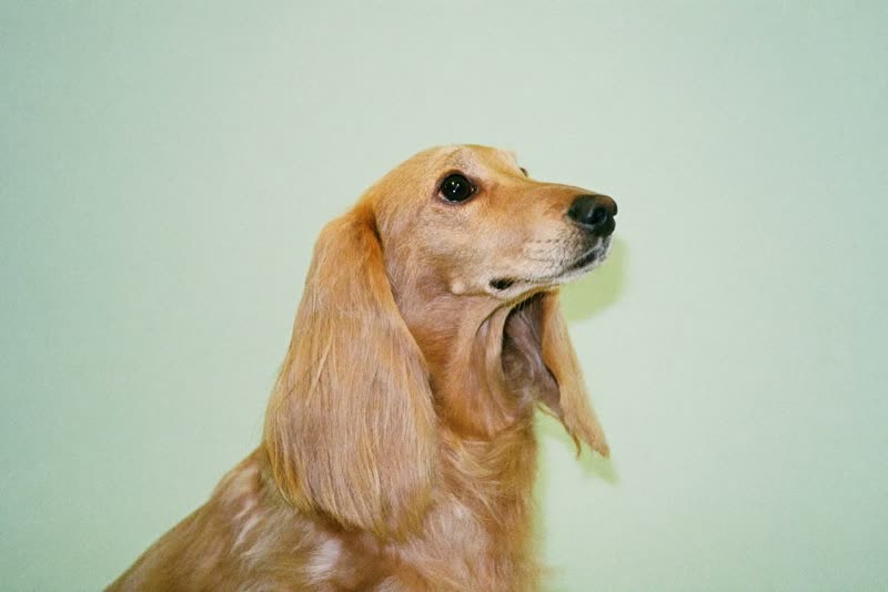 A long-coated small dog sitting calmly in profile