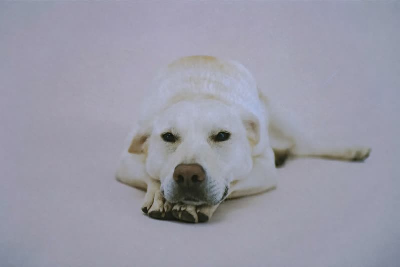 A relaxed dog lying with its head on its paws