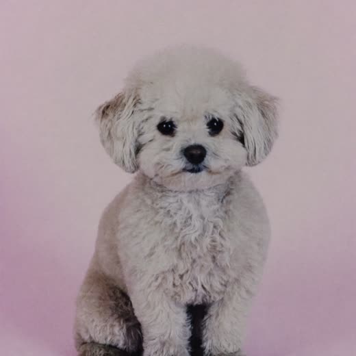 A small fluffy dog after a full groom