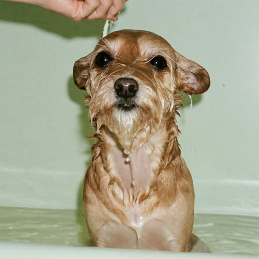 A small dog being bathed and rinsed