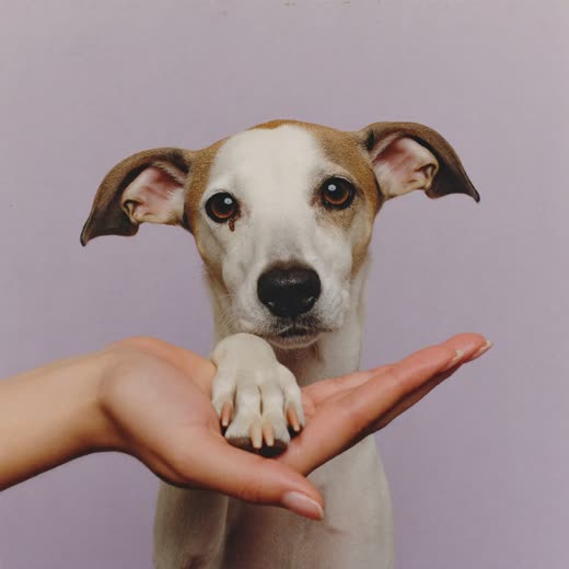 A dog's paw held in a groomer's hands after a nail trim