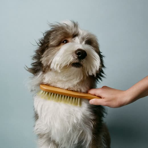 A double-coated dog being brushed out